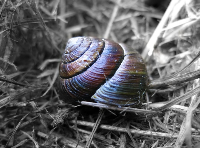 Oregon Coast Snail